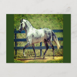 Grey Horse Postcard