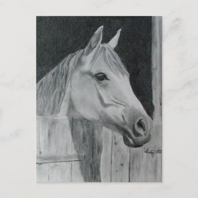 Grey Horse Postcard (Front)