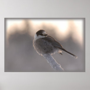 grey jay 2 poster