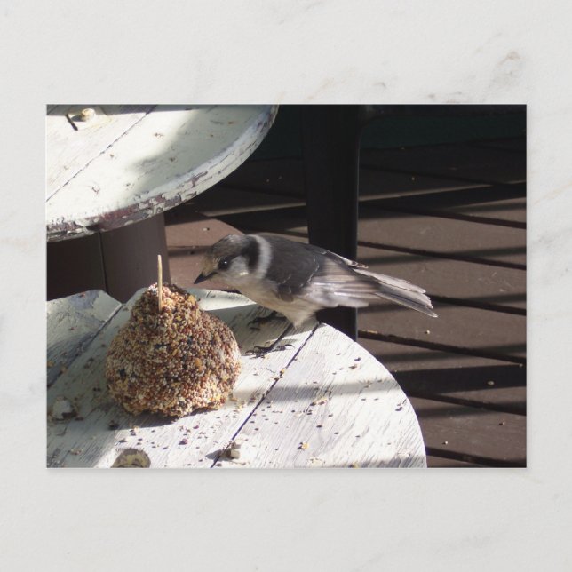 Grey Jay and Bell Postcard (Front)