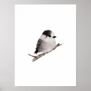 Grey Jay Bird Poster Print