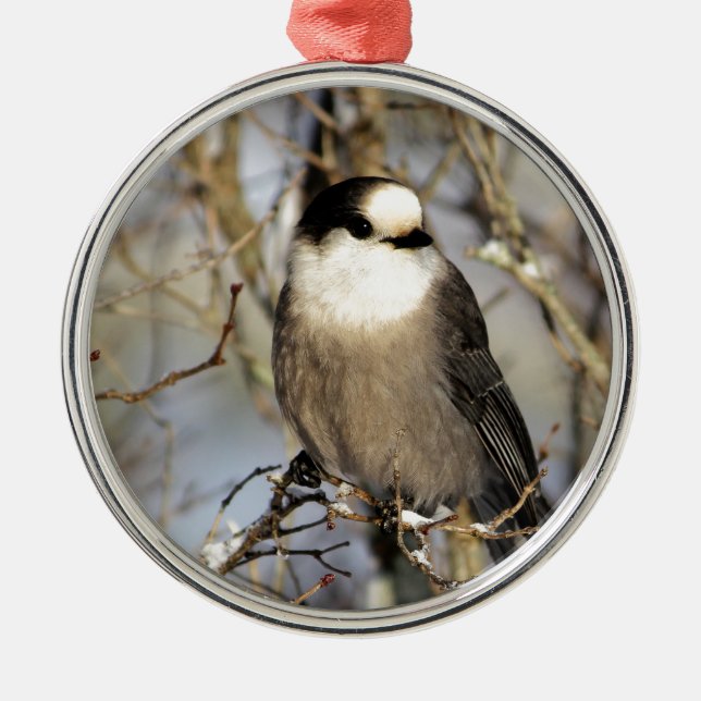 Grey Jay Metal Ornament (Front)