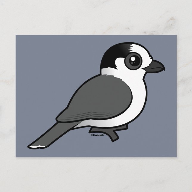 Grey Jay Postcard (Front)
