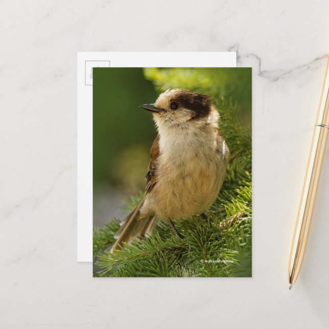 Grey Jay Whiskeyjack Songbird in Evergreen Tree Postcard (Front/Back In Situ)