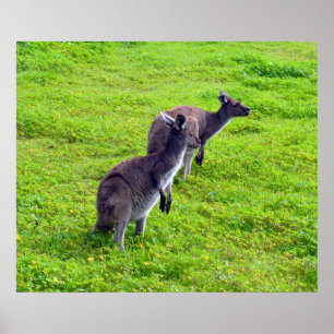 Grey Kangaroos On Green Grass, Poster