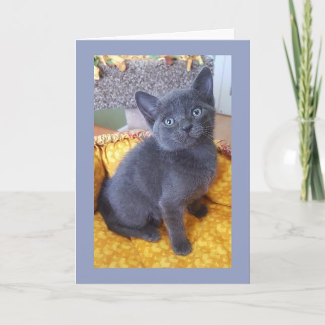 Grey Kitten Birthday or All Occasion Card (Front)