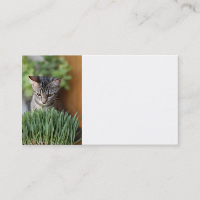 Grey Kitten Business Card (Front)