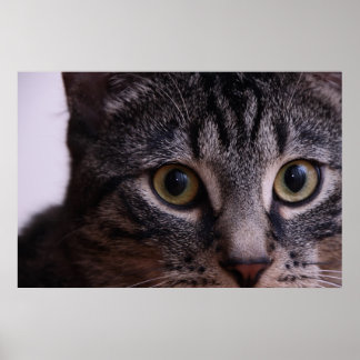 Grey Kitten Face 2 Poster