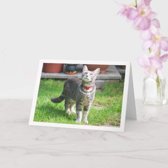Grey Kitten in Garden Portrait Card (Orchid)