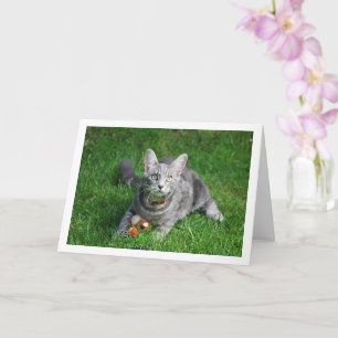 Grey Kitten on Lawn with Toy Card