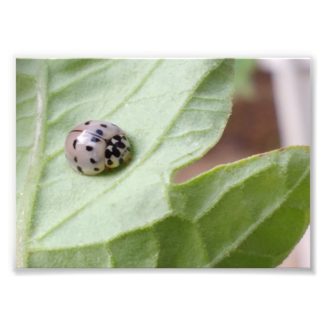 Grey Ladybug Photo Print (Front)