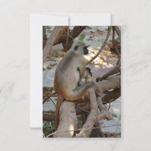 Grey Langur - Take a Rest