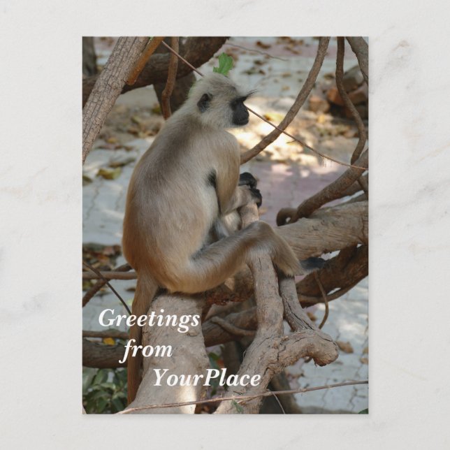 Grey Langur - Take a Rest Holiday Postcard (Front)