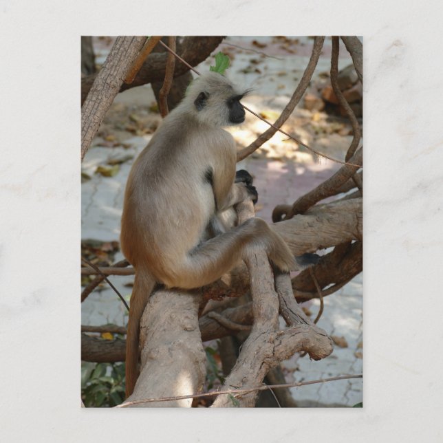 Grey Langur - Take a Rest Postcard (Front)