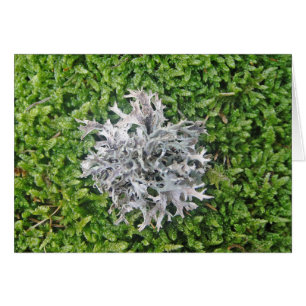 Grey Lichen On Green Moss