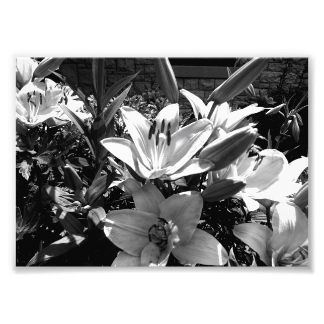 Grey Lilies Photo Print (Front)