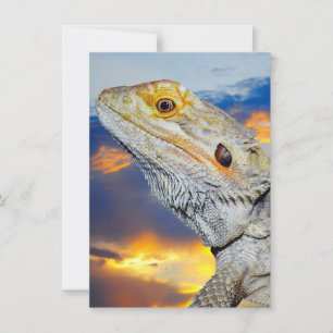 Grey Lizard at sunset Invitation