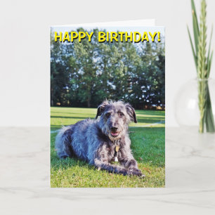 Grey lurcher customizable greetings card