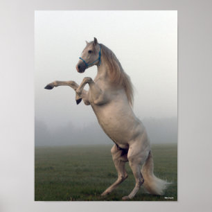 Grey Lusitano Stallion Rearing In Mist Poster