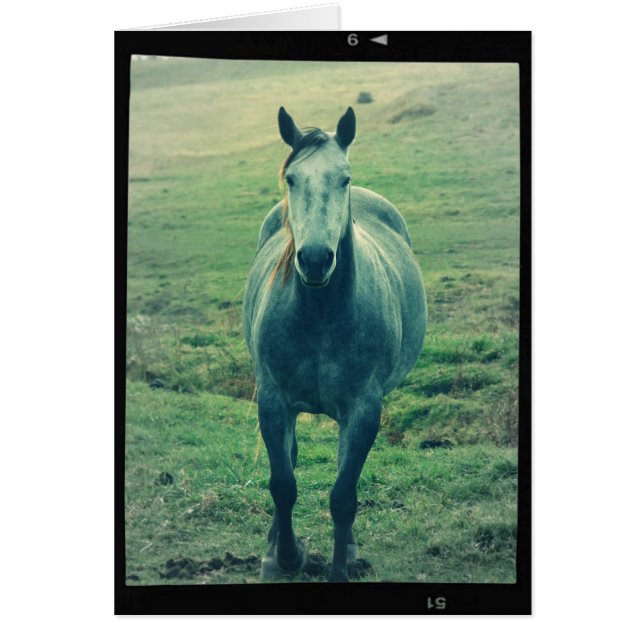 Grey Mare (Front)