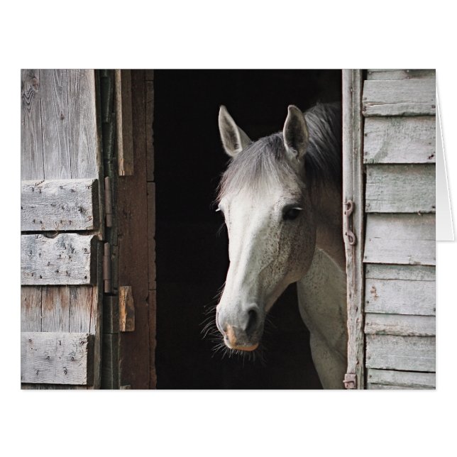 Grey Mare Horse (Front Horizontal)