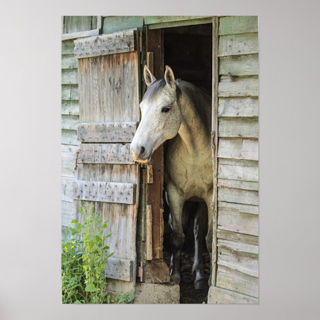 Grey Mare Horse & Barn Poster (Front)
