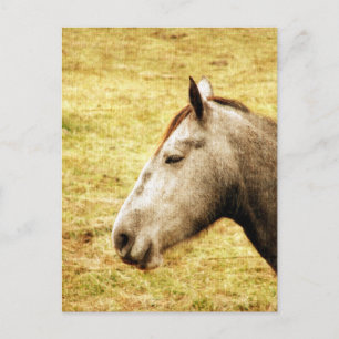Grey Mare Postcard