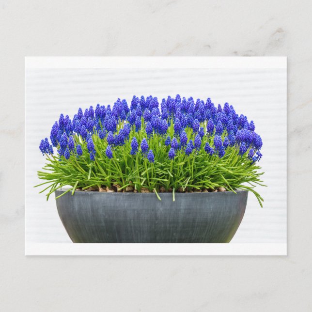 Grey metal flower box with blue grape hyacinths postcard (Front)