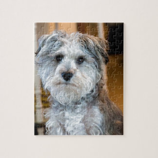 Grey Miniature Schnauzer Jigsaw Puzzle