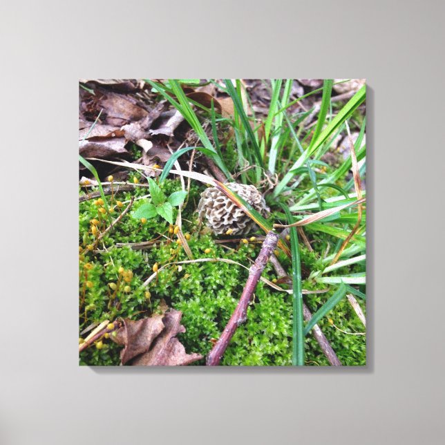 Grey Morel on canvas (Front)