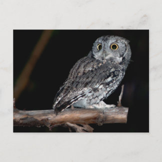 Grey Morph Eastern Screech-Owl at Midnight Postcard