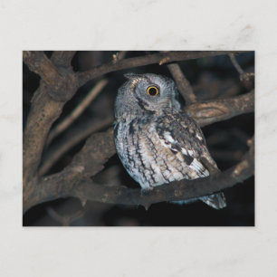 Grey Morph Eastern ScreechOwl at Night Postcard