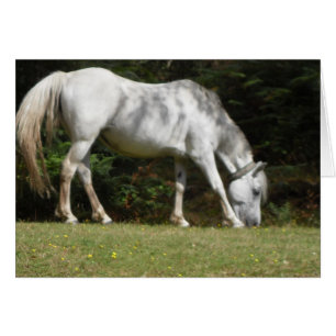 Grey New Forest Pony Grazing in the Dappled Shade