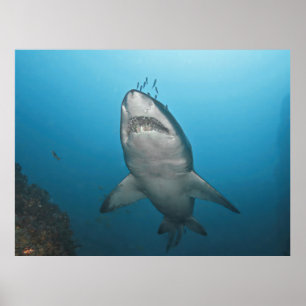 Grey Nurse Shark Poster