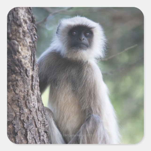 Grey or common or Hanuman langur Square Sticker (Front)