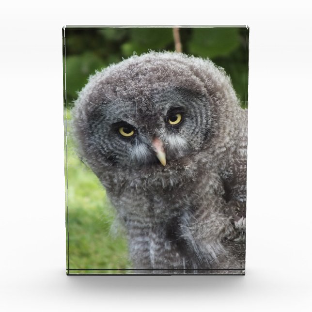 GREY OWL   PHOTO BLOCK (Front)
