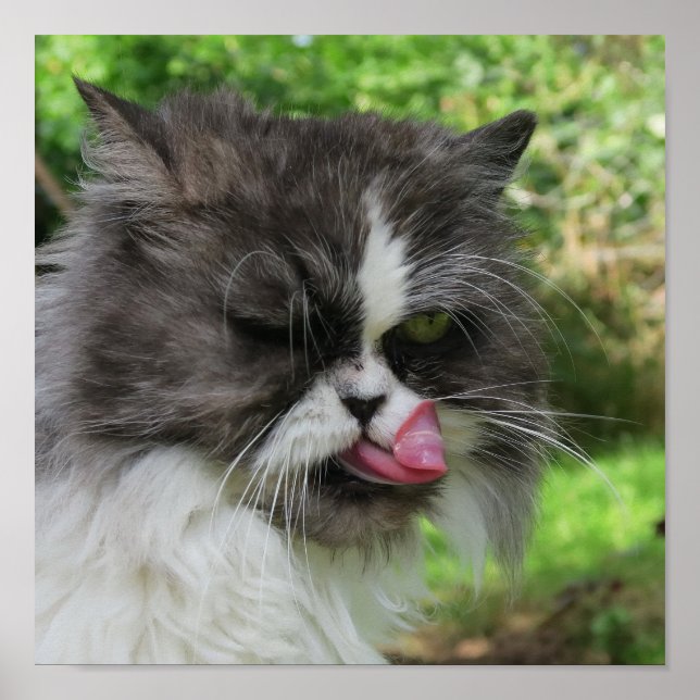 grey persian cat looks funny, grim poster (Front)