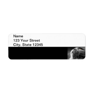 Grey Persian Cat on Black Border