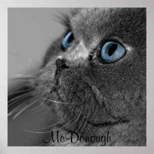 Grey Persian Cat with Blue Eyes Poster