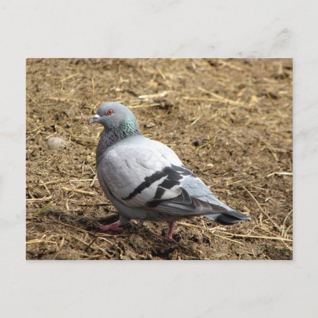 Grey Pigeon Postcard (Front)