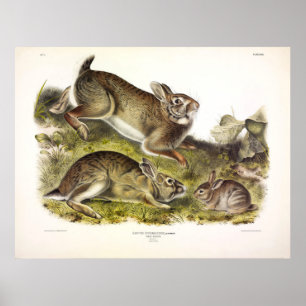 Grey Rabbit / Eastern Cottontail by Audubon Poster