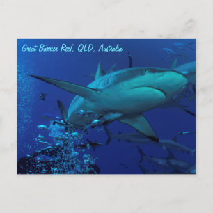 Grey Reef Shark Postcard