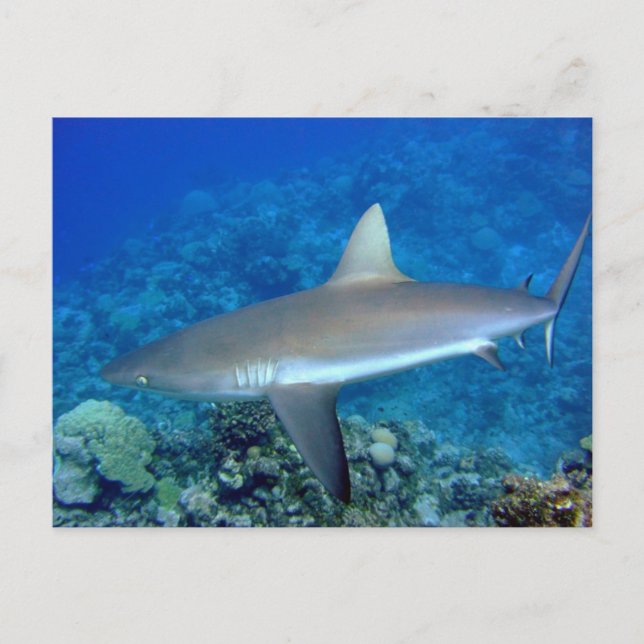 Grey Reef Shark Postcard (Front)