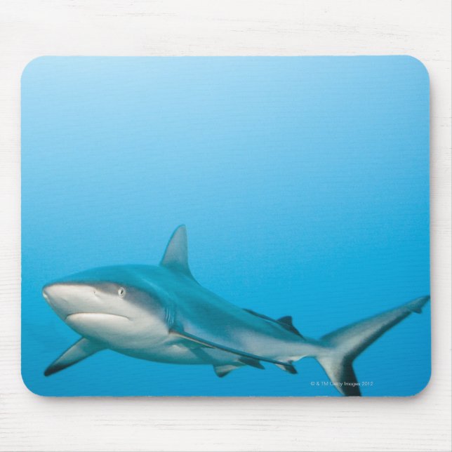 Grey reef sharks (Carcharhinus amblyrhnchos) Mouse Pad (Front)