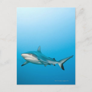 Grey reef sharks (Carcharhinus amblyrhnchos) Postcard