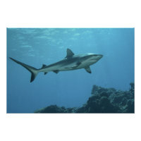 Grey Reefshark at coral reef of Yap Island |