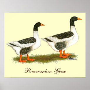 Grey Saddleback Geese Poster
