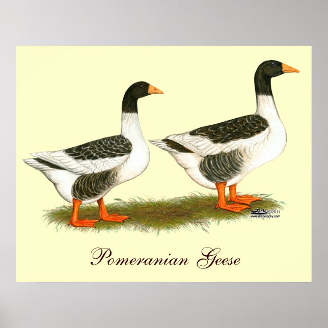 Grey Saddleback Geese Poster (Front)