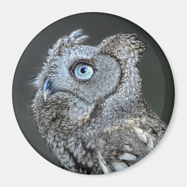 Grey Screech Owl Magnet (Front)