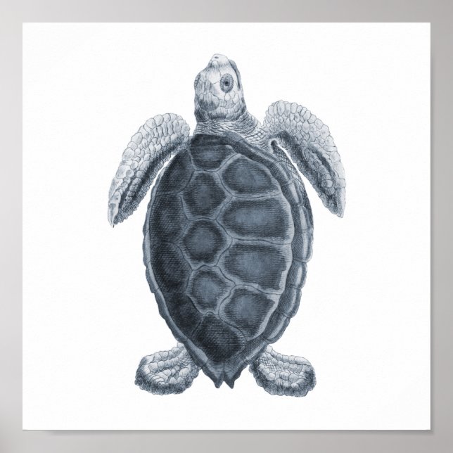 Grey Sea Turtle Sealife Group12A print #7 (Front)